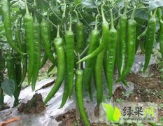 山西忻州大量出售各种鲜辣椒，欢迎来选购