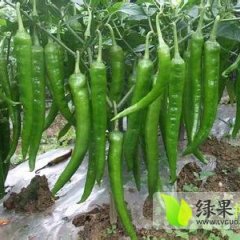 山西忻州大量出售各种鲜辣椒，欢迎来选购