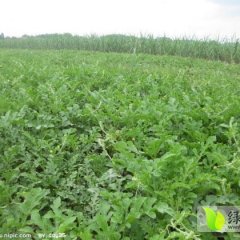 黑龙江富锦世纪特大西瓜产销两旺