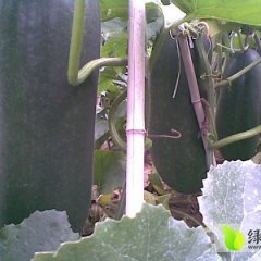 沈丘卞路霍辉9月黑优大冬瓜