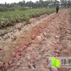 山东临沭苏薯8号红薯何去何从