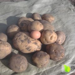 出售杠九 土豆，其黄皮黄肉，口感好，物美价廉
