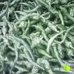 山东昌乐陇椒辣椒绿色无公害，欢迎来选购
