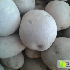 甘肃甘州大西洋：南关王荣