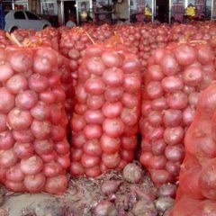 金乡洋葱名扬天下鸡黍周卫东诚信合作