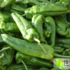 本地大量供应各种辣椒，保质保量
