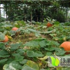 山西神池黑皮南瓜长势旺盛