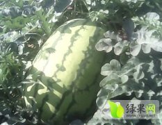 敖汉旗西瓜，质优价廉，品种多样