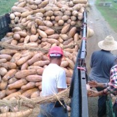 湖南汉寿兴蔬密本南瓜：龙阳镇潘志强