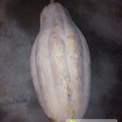 宜城流水钟士波8月密本南瓜