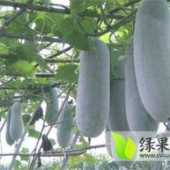 中牟韩寺胡鸿运6月棒子冬瓜