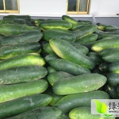 2014中牟冬瓜现在订货有惊喜