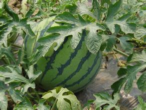 黑龙江桦川地雷瓜西瓜逐渐升温