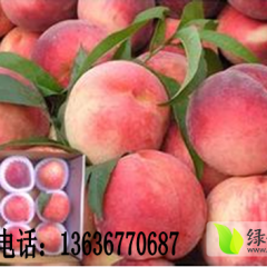 2014大荔蜜桃抓住商机无限