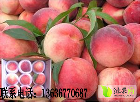 2014年陕西大荔秦王桃价格