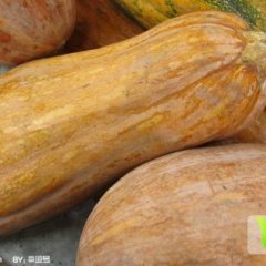 岳阳县中洲李龙8月密本南瓜