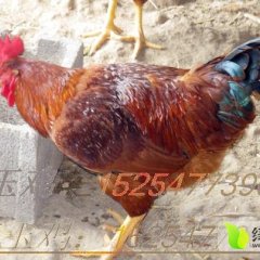销售红玉鸡苗，无杂色羽毛肉质上乘