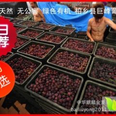 2014柏乡葡萄今年价格有看点