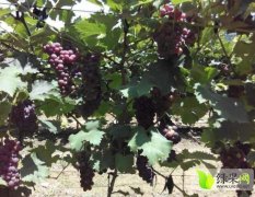 洛阳吉利大量出售早熟葡萄，品种繁多