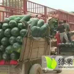 湖南沅江子弹头黑皮冬瓜早买早赚