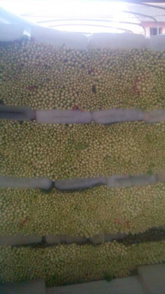 陕西泾阳法国皇后芹菜品质优良