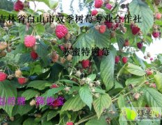 白山市双季树莓专业合作社树莓苗