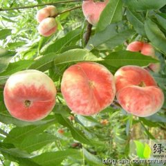 钢城蜜桃蟠桃，口感好，个头大