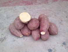 四川资阳红薯，种植面积大，货源充足，质量保证