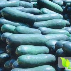 临颍石桥杨鹏8月子弹头黑皮冬瓜