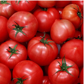 东昌府西红柿产销两旺,沙镇董士才诚信合作