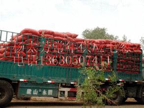 农安县红毛葱质量好，货源充足，规格齐全
