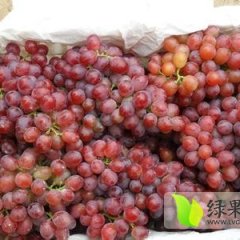 陕西渭南红提葡萄早买早赚