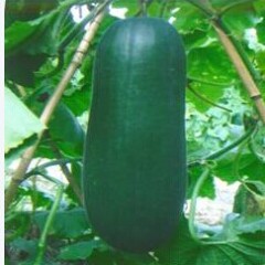 河北玉田大冬瓜上市