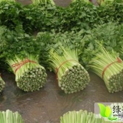 禹城四季魏文志5月美国西芹芹菜