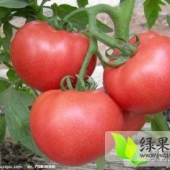 崇礼西红柿绿色无公害,红旗冯占国诚信合作