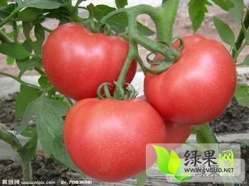 2014年河北崇礼红百利价格