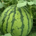 江苏徐州新沂大量供应8424大棚西瓜