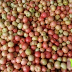 夏邑西红柿名优产品,车站刘永升诚信合作