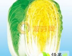 河北张家口草沟堡大白菜代收~交易中心