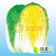 河北张家口草沟堡大白菜代收~交易中心