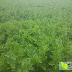 甘肃安定皇妃芹菜：风翔镇寇先生