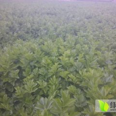 安定芹菜欢迎合作,凤翔寇先生诚信合作