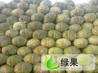 河北清苑甘蓝火爆招商中