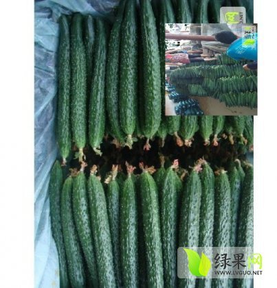 2013年山东莘县德瑞特721黄瓜价格