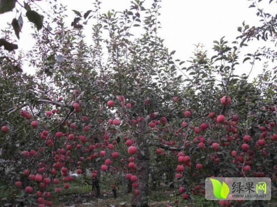 2014年山东寒亭美国八号价格