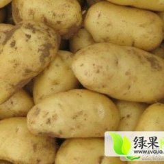 围场朝阳刘金宝8月荷兰十五土豆