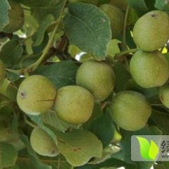 陕西大荔8518核桃逐渐升温