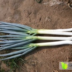 山东邹平天光一本大葱著名品种