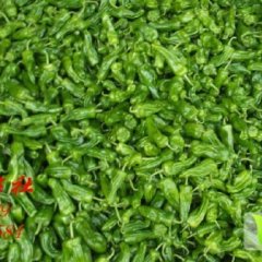 山东苍山芜湖椒辣椒逐渐升温