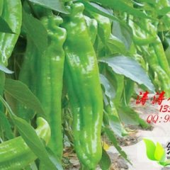 山东苍山10万多亩大棚辣椒